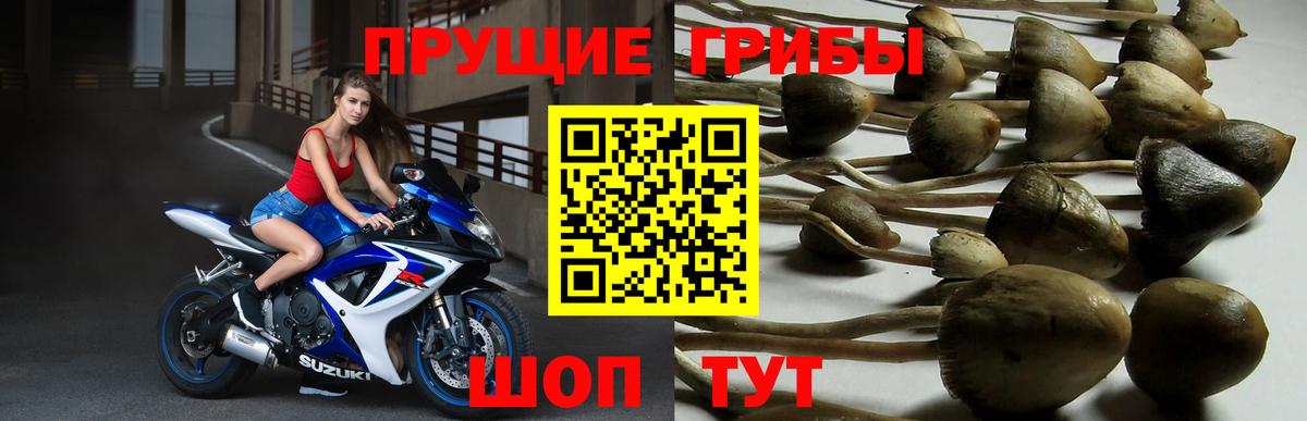 Галлюциногенные грибы MAGIC MUSHROOMS  Вход с VPN  Кунгур 